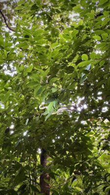 Khao Soki džunglitripp