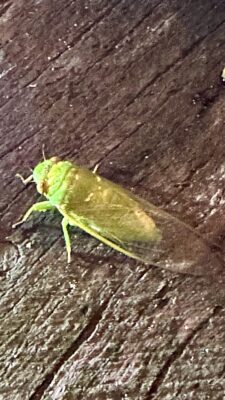 Khao Soki džunglitripp