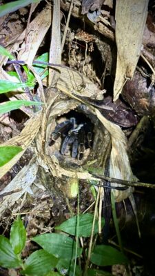 Khao Soki džunglitripp