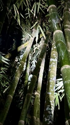 Khao Soki džunglitripp