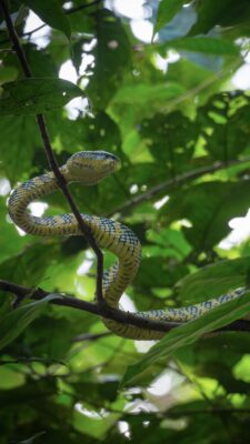 Khao Soki džunglitripp